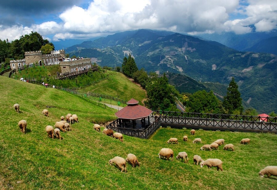 Nông trại cừu Cingjing là địa điểm du lịch hot của nhiều đoàn khách du lịch