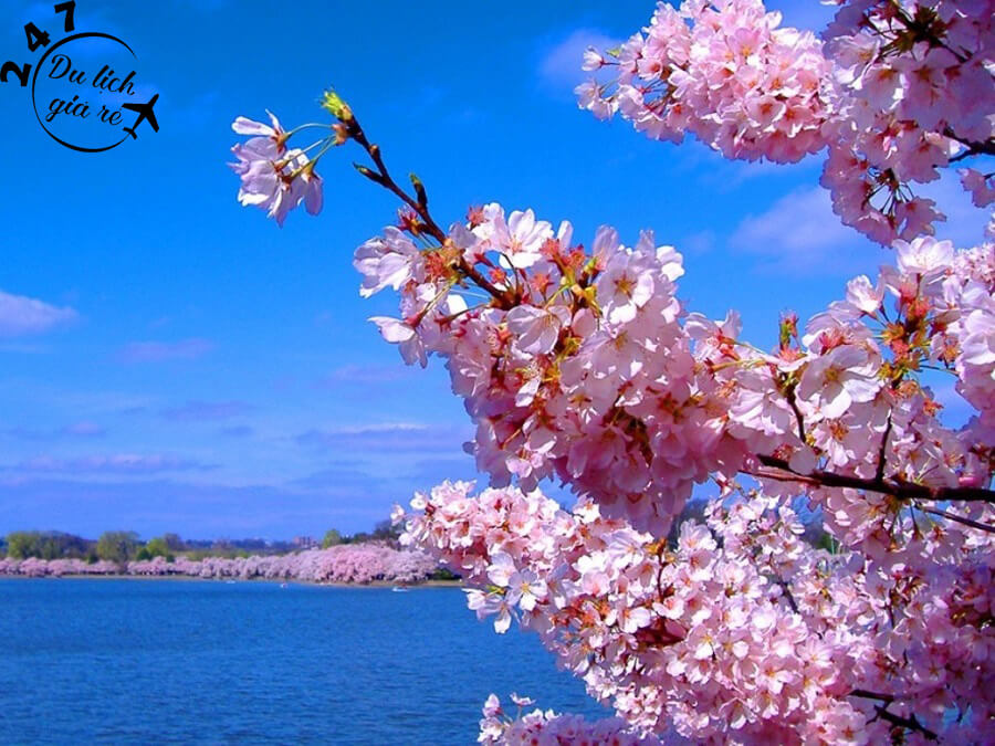 Hoa anh đào Du Lịch Nhật Bản Mùa Nào Đẹp Nhất, Du Lịch Nhật Bản, Tour Du Lịch Nhật Bản, Du Lịch Nhật Bản Đi Đâu, Ẩm Thực Nhật Bản, Văn Hóa Nhật Bản